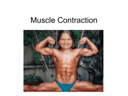 Muscle Contraction - Warren County Schools