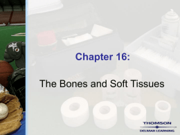 Chapter 16 - The Bones and Soft Tissues - Delmar