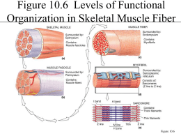 Figure 10.6 Levels of Functional Organization in Skeletal Muscle Fiber