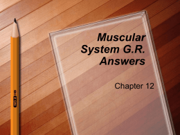 Muscular System GR Answers