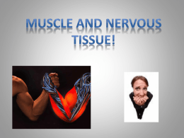 Muscle and Nervous Tissue