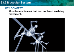 33.2 Muscular System
