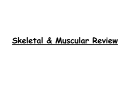 Skeletal & Muscular Review