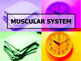muscular system - Practicum Health Science I