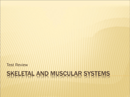 Skeletal and Muscular Systems test review