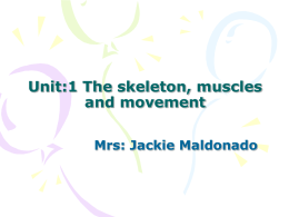 Unit:1 The skeleton, muscles and movement