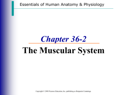 muscular system