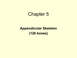 Ch 5 Power Point - Appendicular Skeleton