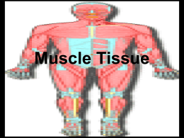 Muscle Tissue - Doctor Jade Main