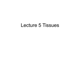 Four Tissue Types