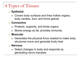 Tissues & Muscle