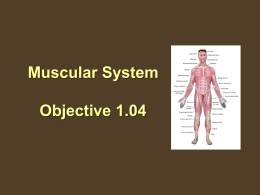 Structures of the muscular system