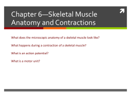 2 Skeletal muscle contractions - delano