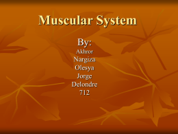 New Muscular System powerpoint712
