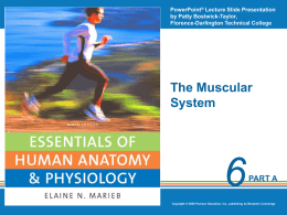 muscle physiology