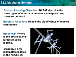 Section 33.2 Muscular System