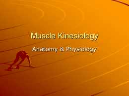 Muscle Kinesiology