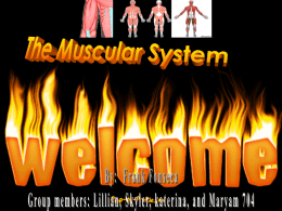 NewMuscular System powerpoint 704