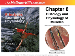 Chapter 8 Histology and Physiology of Muscles Skeletal Muscle Fibers