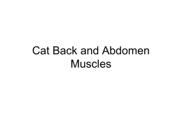 Cat Back and Abdomen Muscles - nh-chs