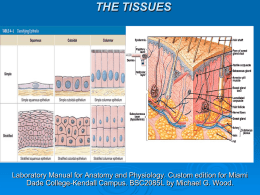 the tissues & integumentary system