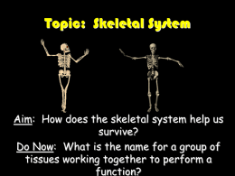 Topic: Skeletal System
