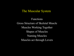 The Muscular System - Cal State LA