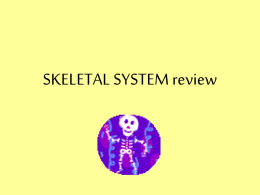 SKELETAL SYSTEM review