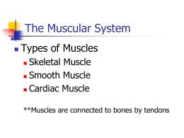 The Muscular System - MrTestaScienceClass
