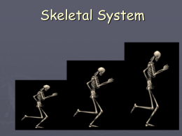 Skeletal System Powerpoint