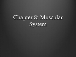 Chapter 8: Muscular System