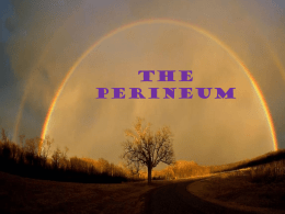 Pelvis + Perineum