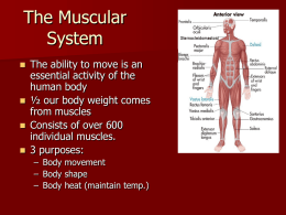 The Muscular System