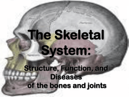 Easy Skeletal System- Powerpoint