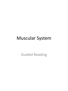 Muscular System Guided Reading