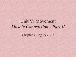 Muscle Contraction II