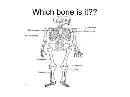 Which bone is it