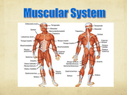 Muscular System Notes PP