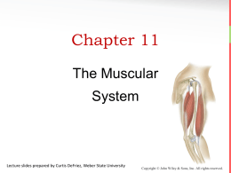Muscular System - HCC Learning Web