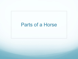 Parts of a Horse