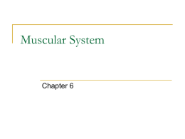 Muscular System - walker2016