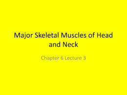 Major Skeletal Muscles