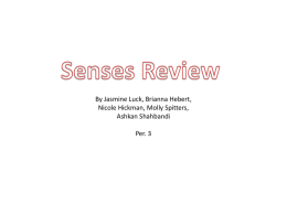 Senses Review