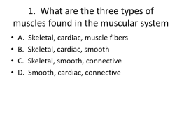 1. What are the three types of muscles found in the muscular system