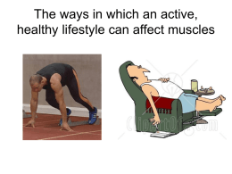 click here for a powerpoint presentation on Yr 10 25 Muscular