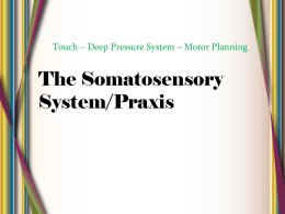 The Somatosensory System/ Praxis