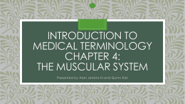 Introduction to Medical Terminology Chapter 4: The Muscular System