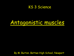Link to antagonistic muscles ppt