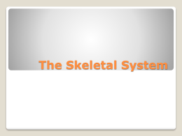 The Skeletal, Muscular and Integumentary Systems
