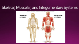 Skeletal, Muscular, and Integumentary Systems